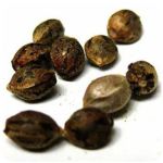 Семена марихуаны АК-47  (Seeds AK-47) в Пятигорске
